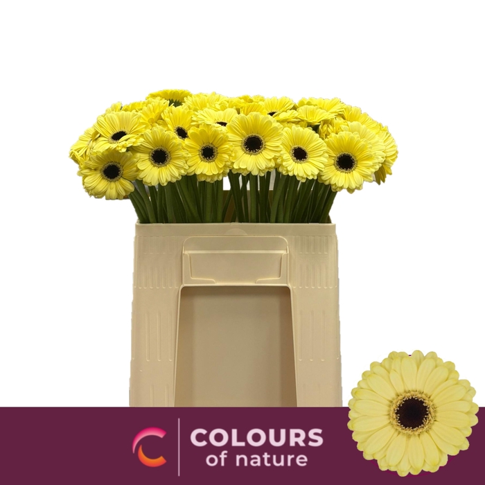 <h4>GE MI SURFER</h4>