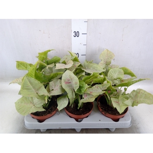 Syngonium   ...