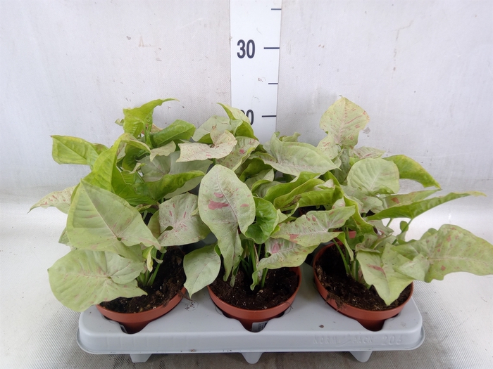 <h4>Syngonium   ...</h4>