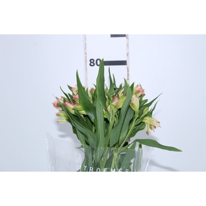 ALSTROEMERIA PAPILLON 080 CM ROSA