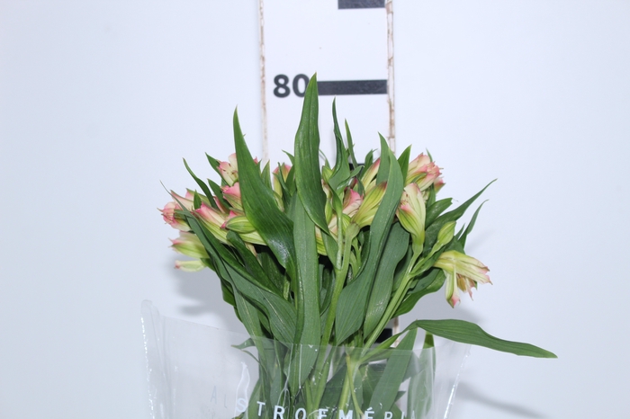 ALSTROEMERIA PAPILLON 080 CM ROSA