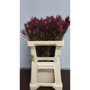 Leucad Vertakt Fireglow