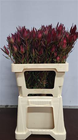 <h4>Leucad Vertakt Fireglow</h4>