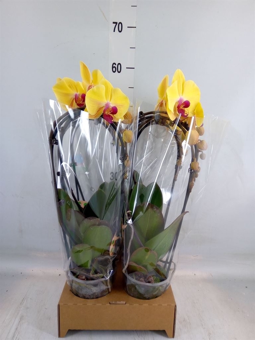 <h4>Phalaenopsis  'Elegant Cascade'</h4>
