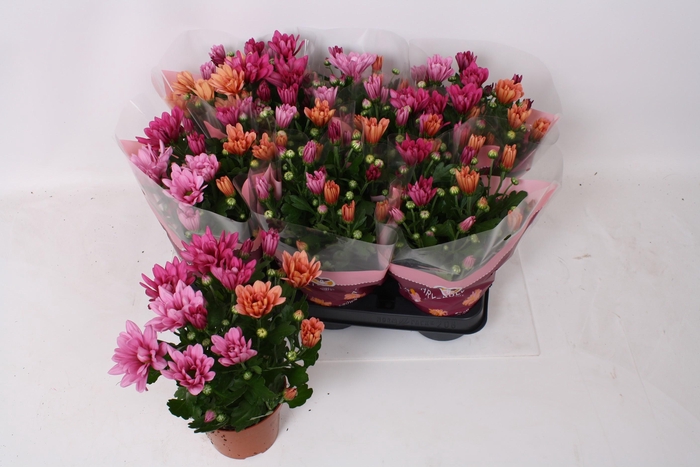 <h4>CHRYS GEM IN POT</h4>