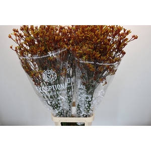 Anigozanthos Gold Fever
