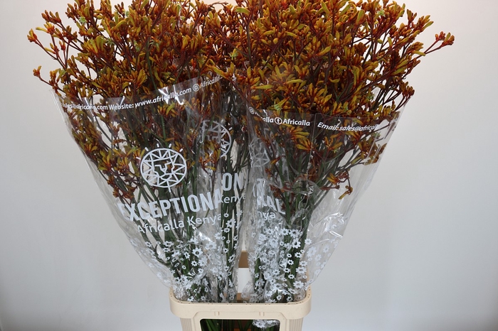 <h4>Anigozanthos Gold Fever</h4>