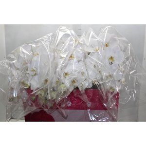 PHALAENOPSIS CASCATA P15 BRANCO 2 HT