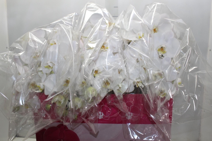 <h4>PHALAENOPSIS CASCATA P15 BRANCO 2 HT</h4>