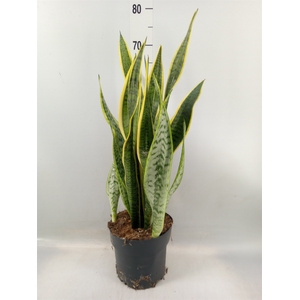 Sansevieria trifa. 'Laurentii'