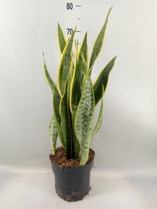<h4>Sansevieria trifa. 'Laurentii'</h4>