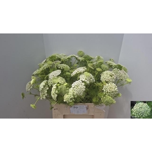 AMMI VIS CASABLANCA