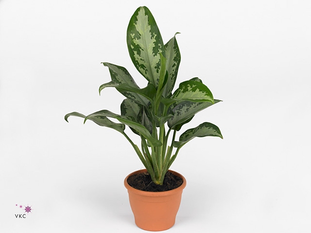 Aglaonema  'Jubilee Compacta'