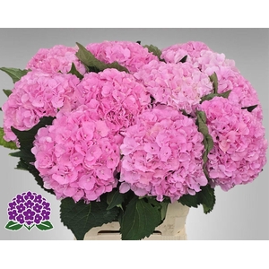 HYDRANGEA  'ROYAL SYMPHONY'