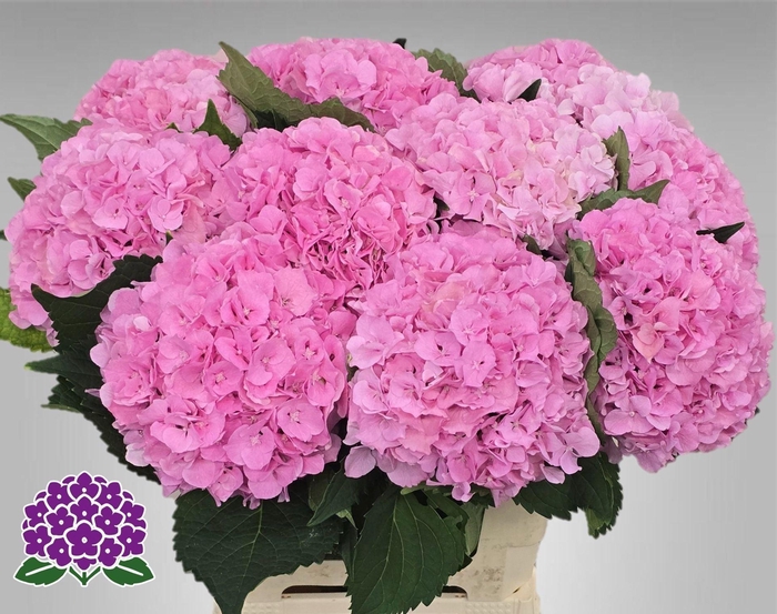 <h4>HYDRANGEA  'ROYAL SYMPHONY'</h4>