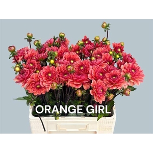 DAHLIA ORANGE GIRL