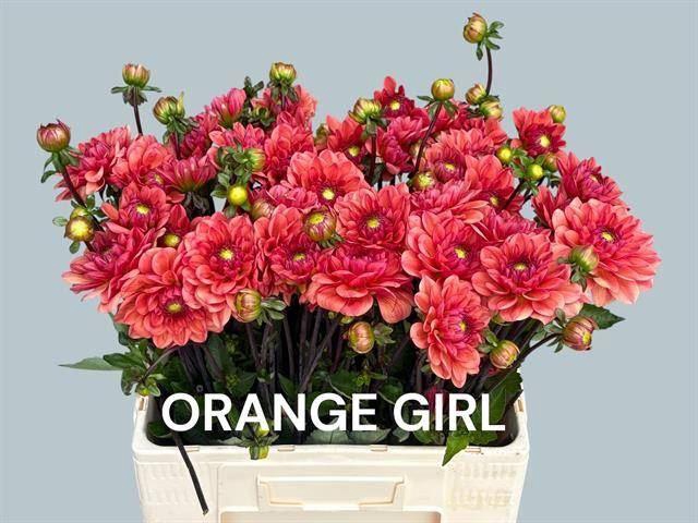 <h4>DAHLIA ORANGE GIRL</h4>