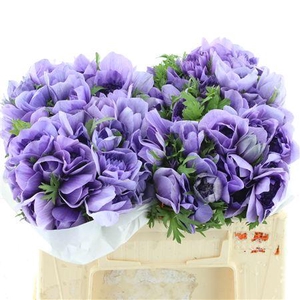 Anem Co Fstar Lavender Extra