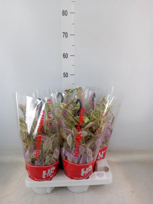 <h4>Tradescantia   ...</h4>