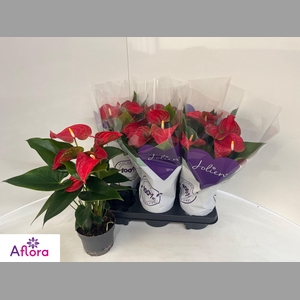 ANTHU AN BAMBINO RED