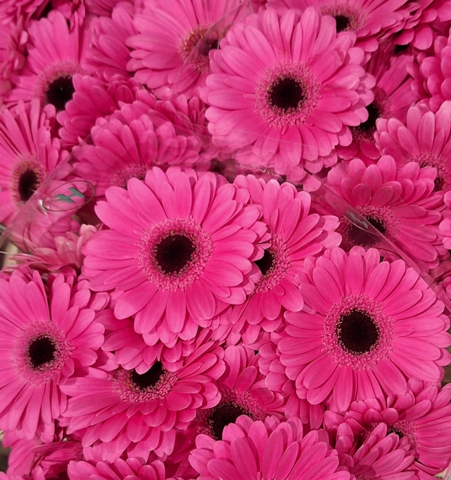 <h4>GE MI LILLIAN</h4>