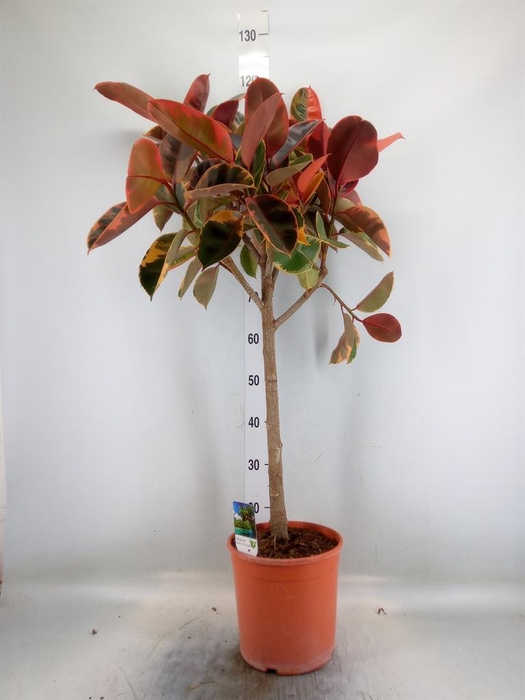 <h4>Ficus   ...</h4>