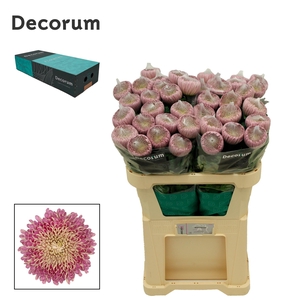 Chrysanten Chr G Couture