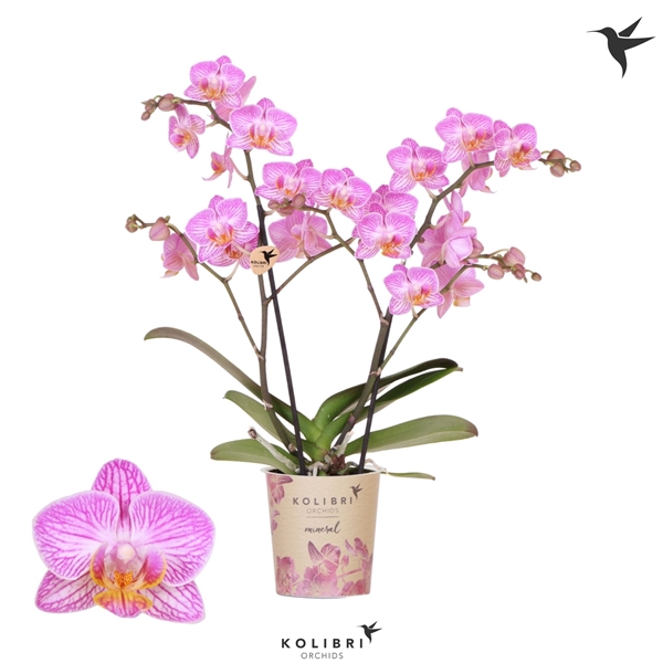 <h4>Kolibri Orchids Phalaenopsis Switserland 2 spike</h4>