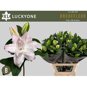 LI OR DU LUCKY ONE