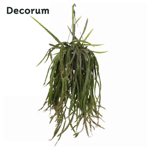 Lepismium cruciforme 'Red Tip' 21 cm