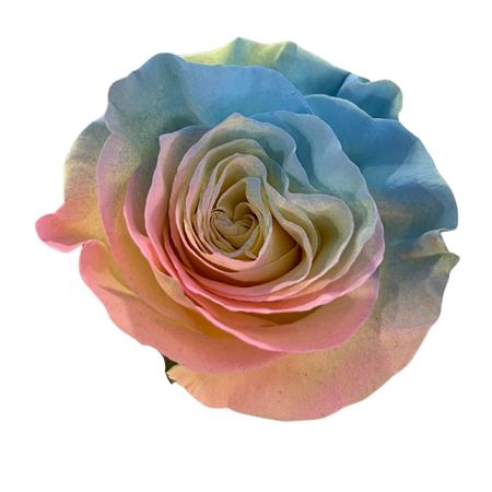 <h4>R GR TINTED BUBBLEGUM EQ</h4>