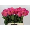 Dahlia Barbados