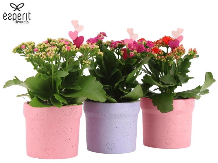 <h4>2501148: Solutionss Lovess</h4>