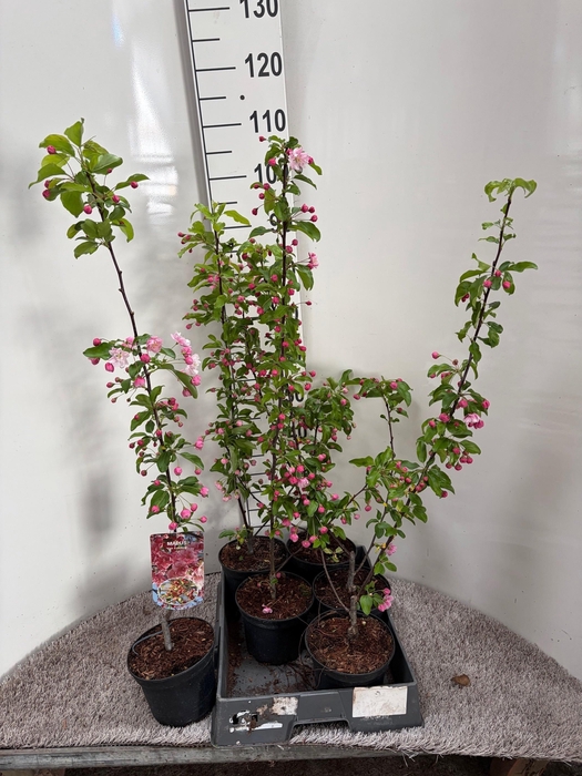 <h4>MALUS VAN ESELTINE</h4>