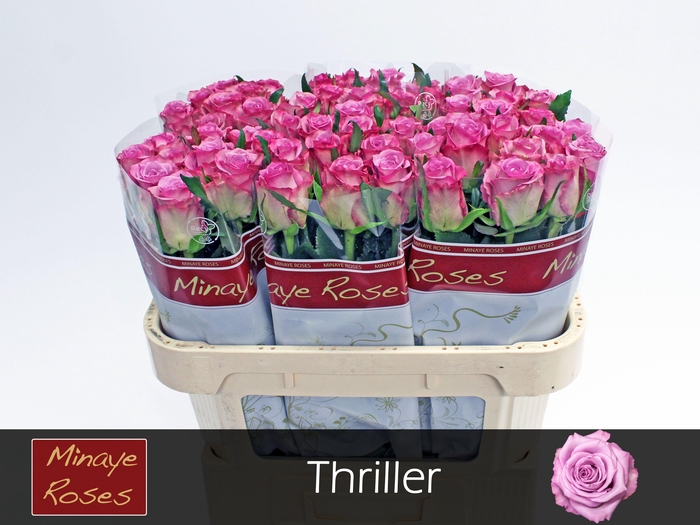 <h4>R GR THRILLER</h4>