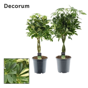 Schefflera gevlochten stam mix (Decorum)