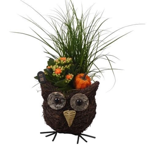 PTHI3312 Arrangement Autumn Indoor in rieten mand in uil vorm