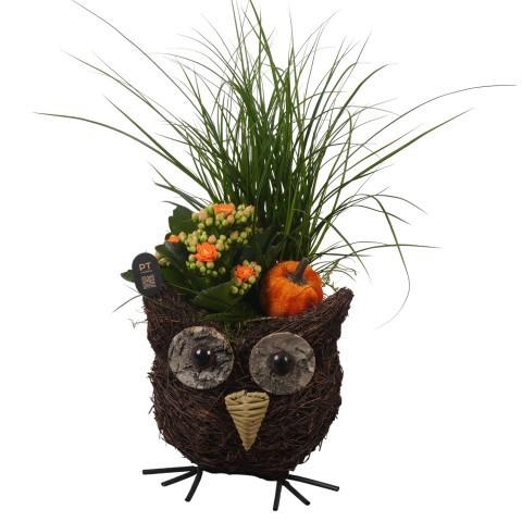<h4>PTHI3312 Arrangement Autumn Indoor in rieten mand in uil vorm</h4>
