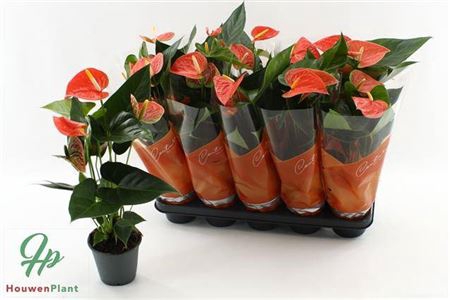 <h4>Anthu An Pr Of Orang 5+</h4>