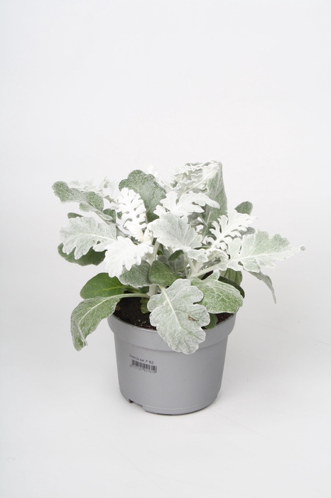 <h4>JACOBAEA MARITIMA</h4>