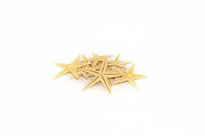 <h4>Zeesterren mini nat.50 st</h4>