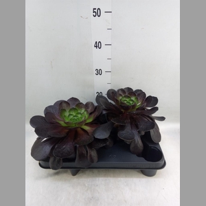 Aeonium arboreum 'Velours'