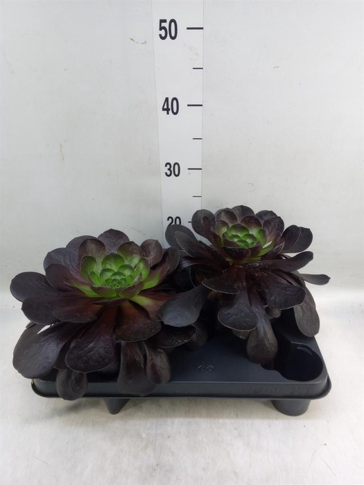 <h4>Aeonium arboreum 'Velours'</h4>