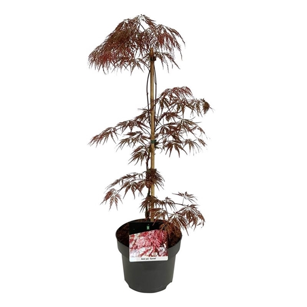 <h4>Acer pal. 'Garnet'</h4>