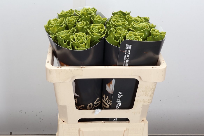 <h4>Wax-Rozen Wax Olijf Groen 50cm</h4>
