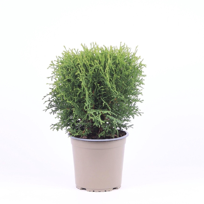 <h4>Thuja Tiny Tim</h4>