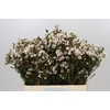 Chamelaucium Moonlight Delight