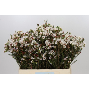 Chamelaucium Moonlight Delight