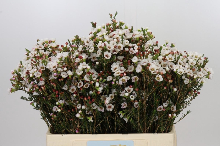 <h4>Chamelaucium Moonlight Delight</h4>