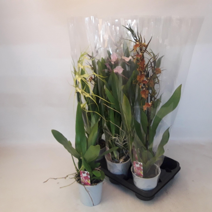 <h4>Brassia Summer Dream</h4>